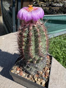 Preview: Thelocactus bicolor